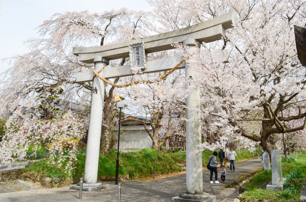 🌸 도쿠사 하치만구 국가지정 명승 수양벚나무 (토쿠사 하치만구 쿠니노메이쇼시다레자쿠라) 이미지 1
